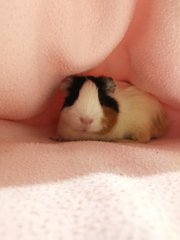 snugly, comfortable, warm and cosy... we are indoor guinea pigs with fan on 24/7