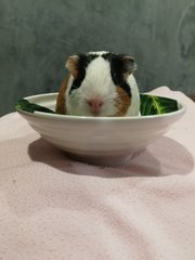 we sometimes poop in the bowl. are you ready for me?