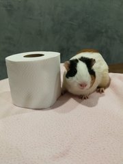 piggy reminds everybody not to hoard toilet papers