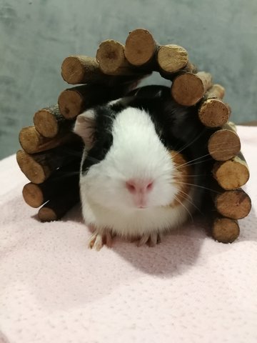 Meadow - Guinea Pig Small & Furry