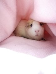 snugly, comfortable, warm and cosy... we are indoor guinea pigs with fan on 24/7