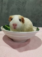 we sometimes poop in the bowl. are you ready for me?