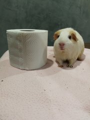 piggy reminds everybody not to hoard toilet papers