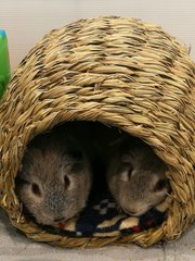 Beary - Guinea Pig Small & Furry