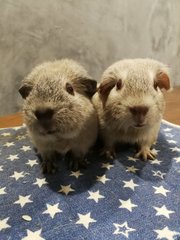 Beary - Guinea Pig Small & Furry