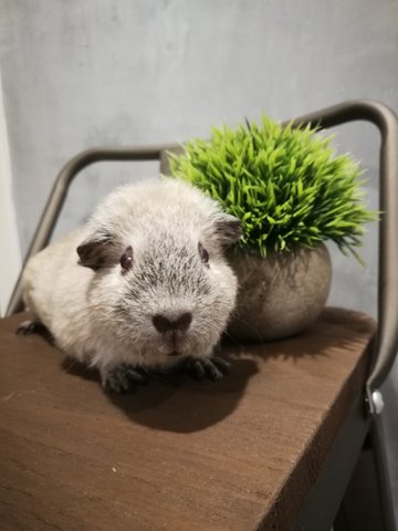 Beary - Guinea Pig Small & Furry