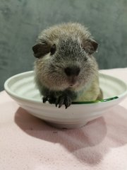 we sometimes poop in the bowl. are you ready for me?