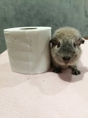 piggy reminds everybody not to hoard toilet papers