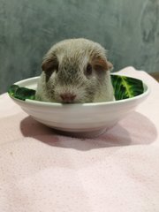 we sometimes poop in the bowl. are you ready for me?