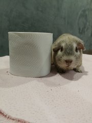 piggy reminds everybody not to hoard toilet papers