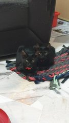 Pepper &amp; Smokey - Domestic Short Hair Cat