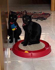 Pepper &amp; Smokey - Domestic Short Hair Cat