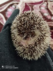 Spiky - Hedgehog Small & Furry