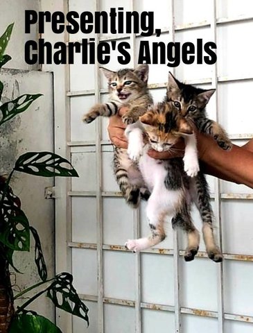 Charlie's Angels - Domestic Short Hair Cat