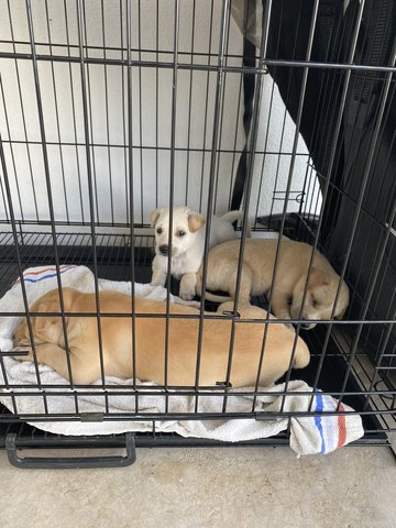 Snowy, Whitey &amp; Brownie  - Mixed Breed Dog