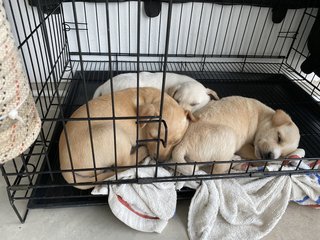 Snowy, Whitey & Brownie (Clockwise from top) 