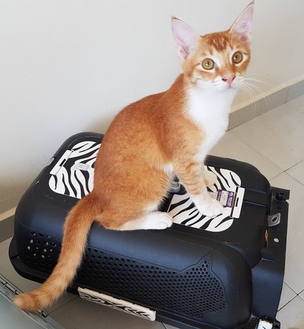 Hensem - Domestic Short Hair Cat