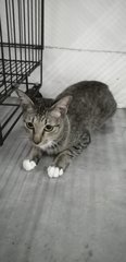 PF100975 - Domestic Short Hair Cat