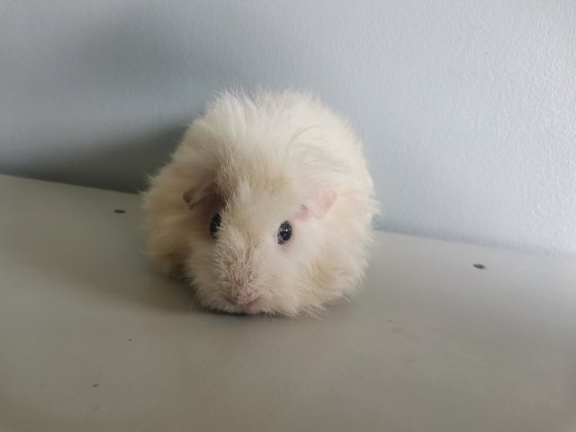 Churros - Guinea Pig Small & Furry