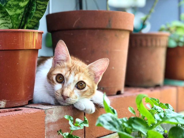 Micky - Domestic Short Hair Cat