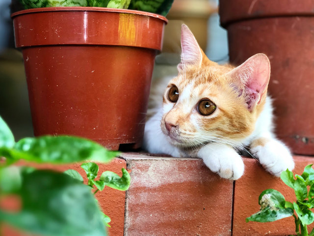 Micky, The Miracle Cat - Domestic Short Hair Cat