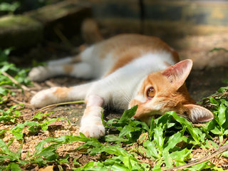 Micky, The Miracle Cat - Domestic Short Hair Cat