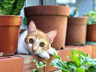 Micky, The Miracle Cat - Domestic Short Hair Cat