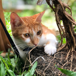 Micky, The Miracle Cat - Domestic Short Hair Cat