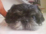 Shaggy - Shih Tzu Dog