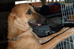 Cheerful Maxi  - Mixed Breed Dog