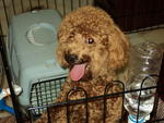 Sze Sze - Poodle Dog