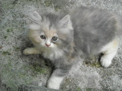 Dilute Calico Persian - Persian Cat