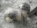 Dilute Calico Persian - Persian Cat