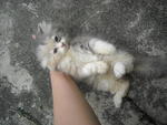 Dilute Calico Persian - Persian Cat