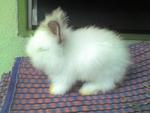 Teddy Bear - Angora Rabbit Rabbit