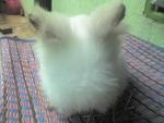 Teddy Bear - Angora Rabbit Rabbit