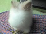 Teddy Bear - Angora Rabbit Rabbit