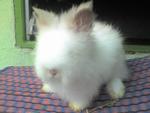 Teddy Bear - Angora Rabbit Rabbit