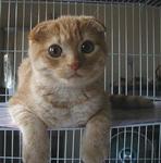 Cunegans Bruce Lee - Scottish Fold Cat