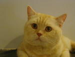 Manekineko Vincent - Scottish Fold Cat