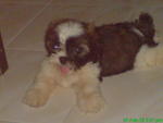 PF10180 - Shih Tzu Dog