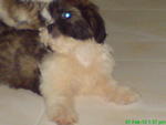 PF10180 - Shih Tzu Dog