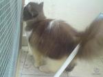 Cimot - Domestic Long Hair Cat