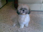 Male Mini Shih Tzu - Shih Tzu Dog