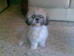 Male Mini Shih Tzu - Shih Tzu Dog