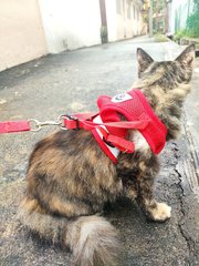 Chelsea - Domestic Long Hair + Tortoiseshell Cat