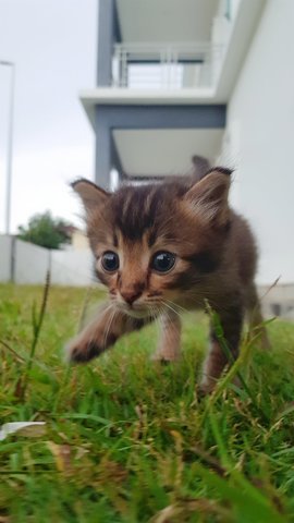 Simba - Domestic Medium Hair + Domestic Short Hair Cat