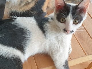 Niu Nai - Domestic Short Hair Cat