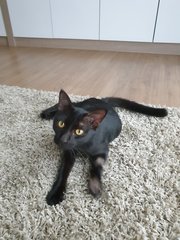 Xiao Hei - Domestic Short Hair Cat