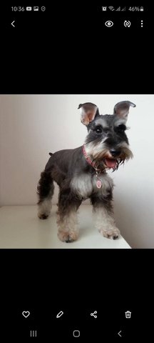 Gigi - Schnauzer Dog